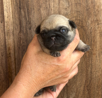 Chiot N°1
