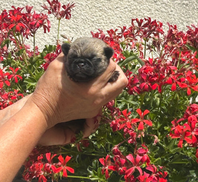 Chiot N°6