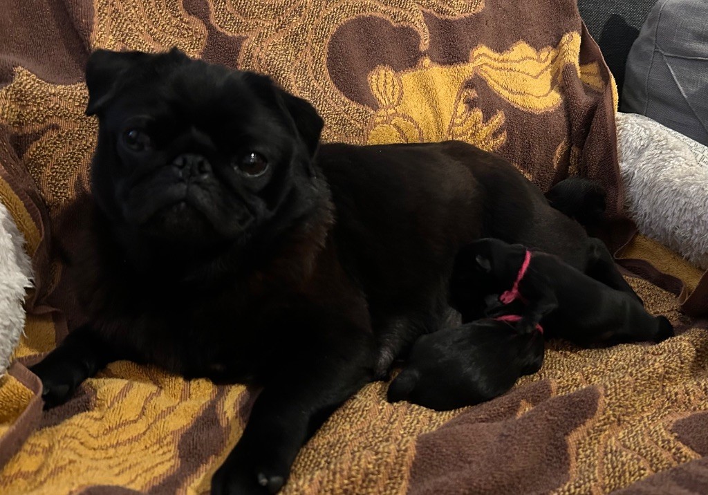 Chiot Carlin Du chevalier de saint maxime