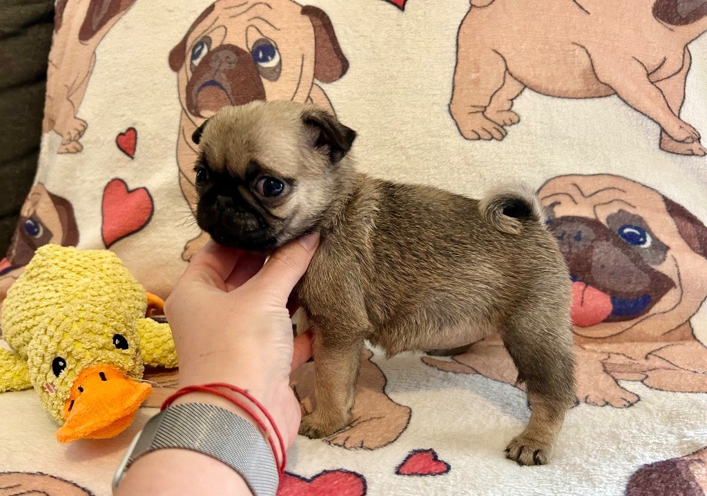 Du chevalier de saint maxime - Chiots disponibles - Carlin