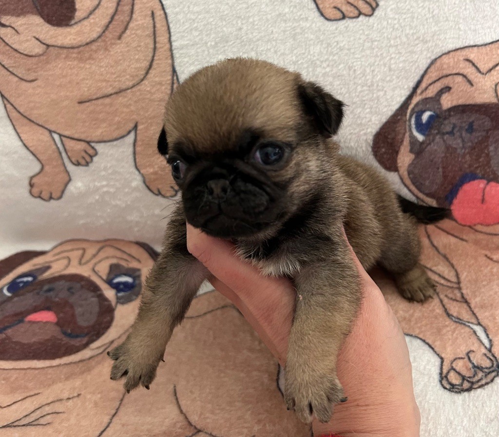 Du chevalier de saint maxime - Chiots disponibles - Carlin