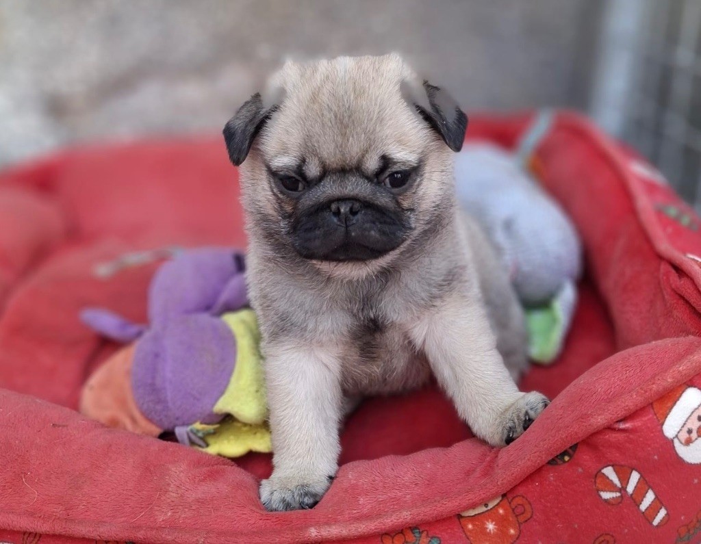 Du chevalier de saint maxime - Chiots disponibles - Carlin