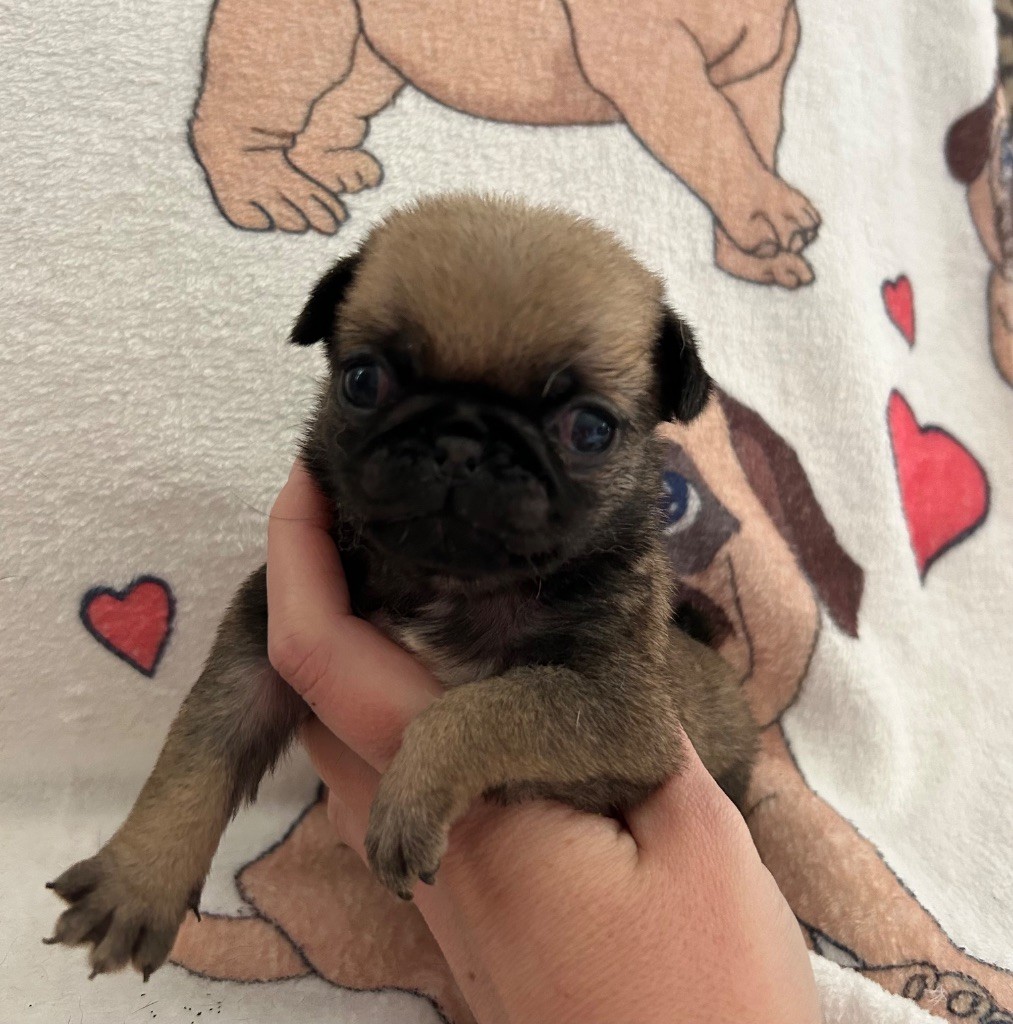 Du chevalier de saint maxime - Chiots disponibles - Carlin